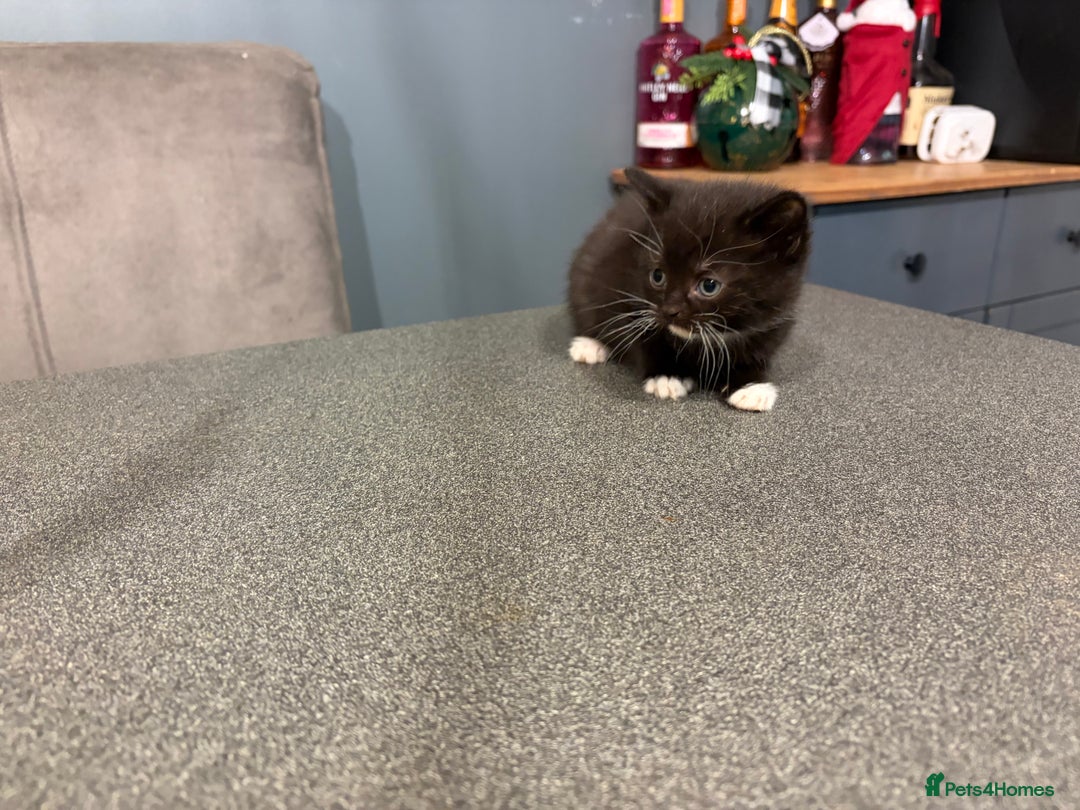 British Shorthair cats for sale: British Shorthair cross kittens - Advert 2