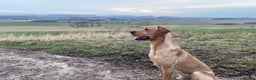 Labrador Retriever dogs for stud: WORKING LABRADOR STUD DOG - Advert 4