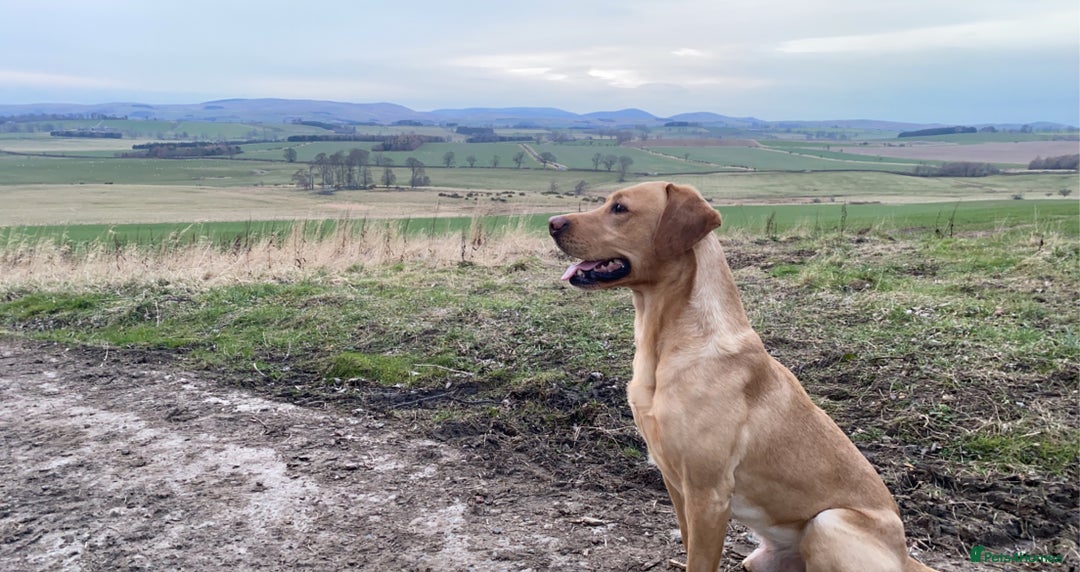 Labrador Retriever dogs for stud: WORKING LABRADOR STUD DOG - Advert 4