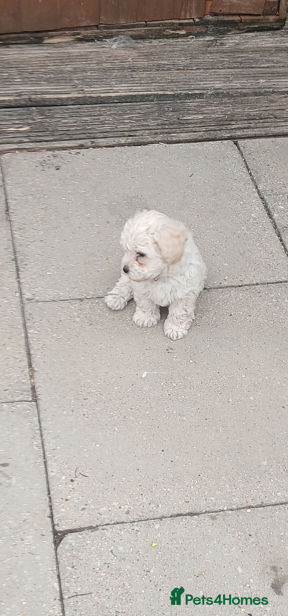 Maltipoo dogs Maltipoo puppies - Advert 2