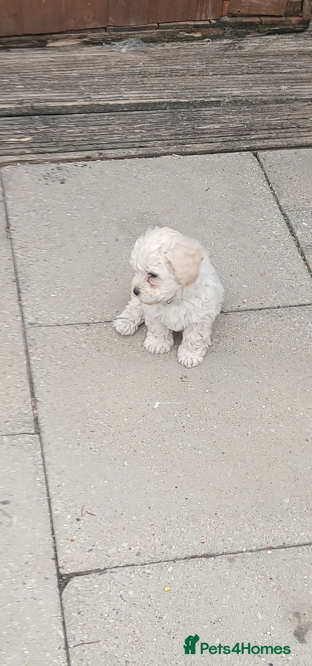 Maltipoo dogs for sale: Maltipoo puppies - Advert 2