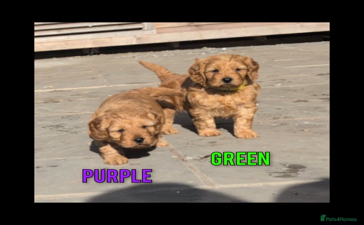 Cockapoo dogs - Advert 3