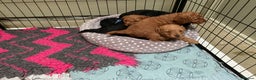 Cockapoo dogs for sale: COCKAPOO PUPPIES RED & BLACK in CAMBRIDGESHIRE  - Advert 10
