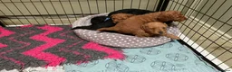 Cockapoo dogs for sale: COCKAPOO PUPPIES RED & BLACK in CAMBRIDGESHIRE  - Advert 13