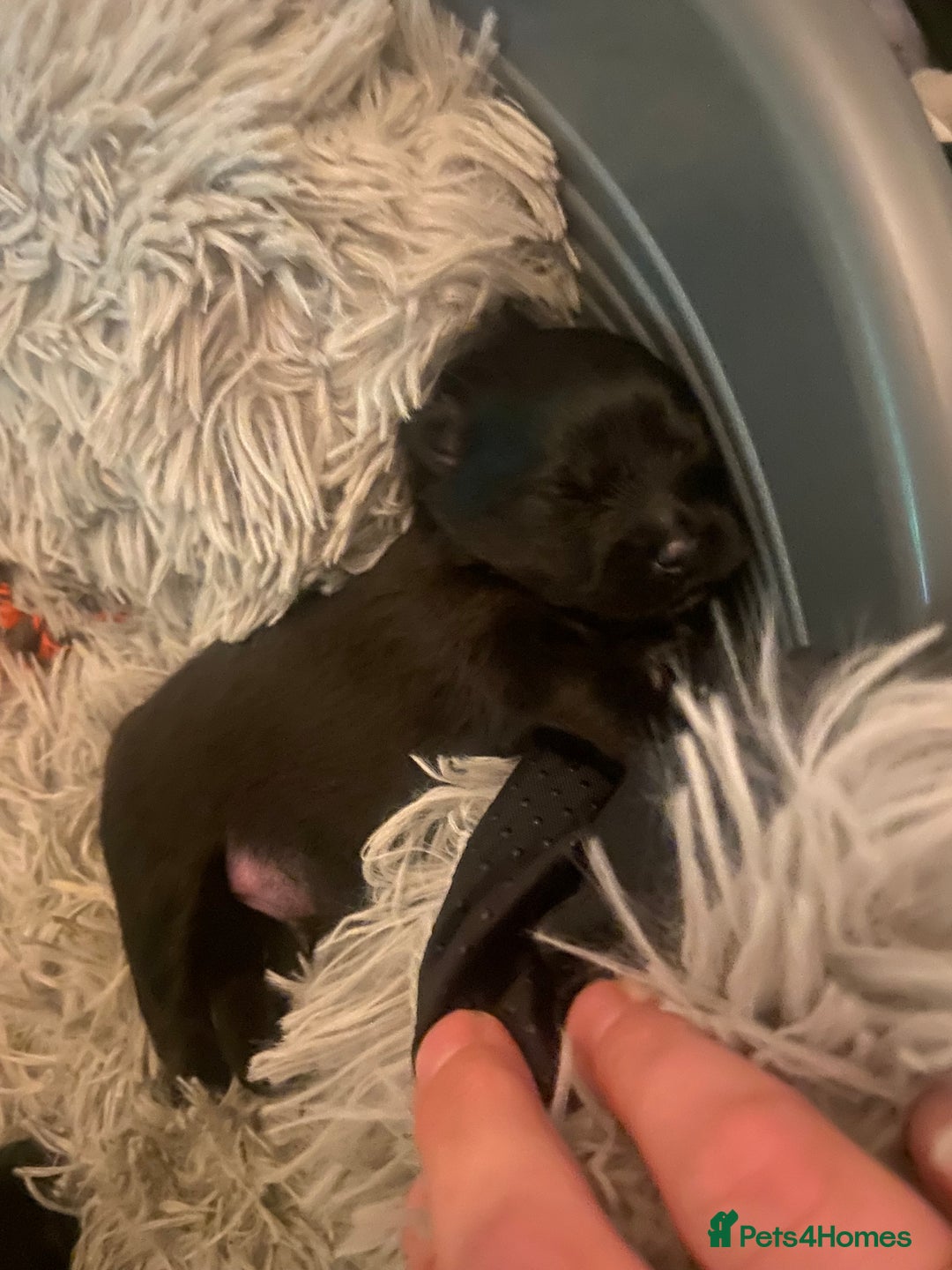 Pomeranian dogs for sale: Black Pomeranian puppies  - Advert 11