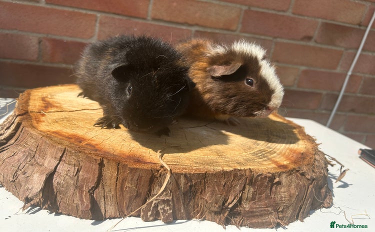 Guinea Pig rodents in Norwich - Advert 1
