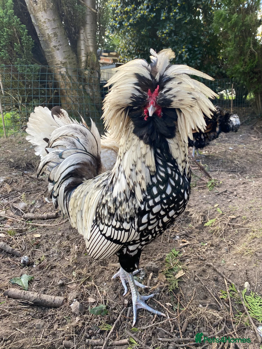 Chickens poultry for sale: Polish Bantam Cockerel Silver Laced - Advert 1