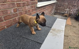 Belgian Shepherd Dog dogs for sale: Belgian Shepherd puppies - Advert 10