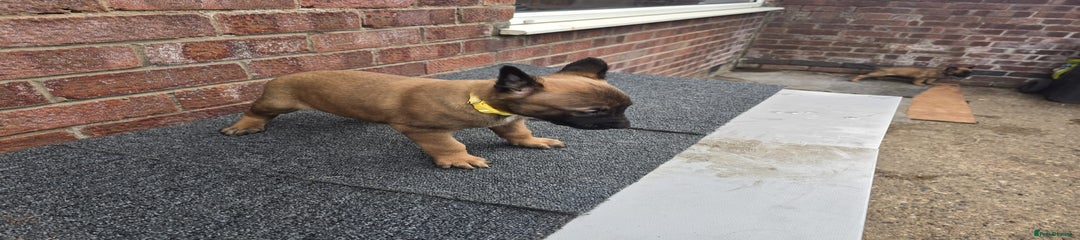 Belgian Shepherd Dog Puppy 1