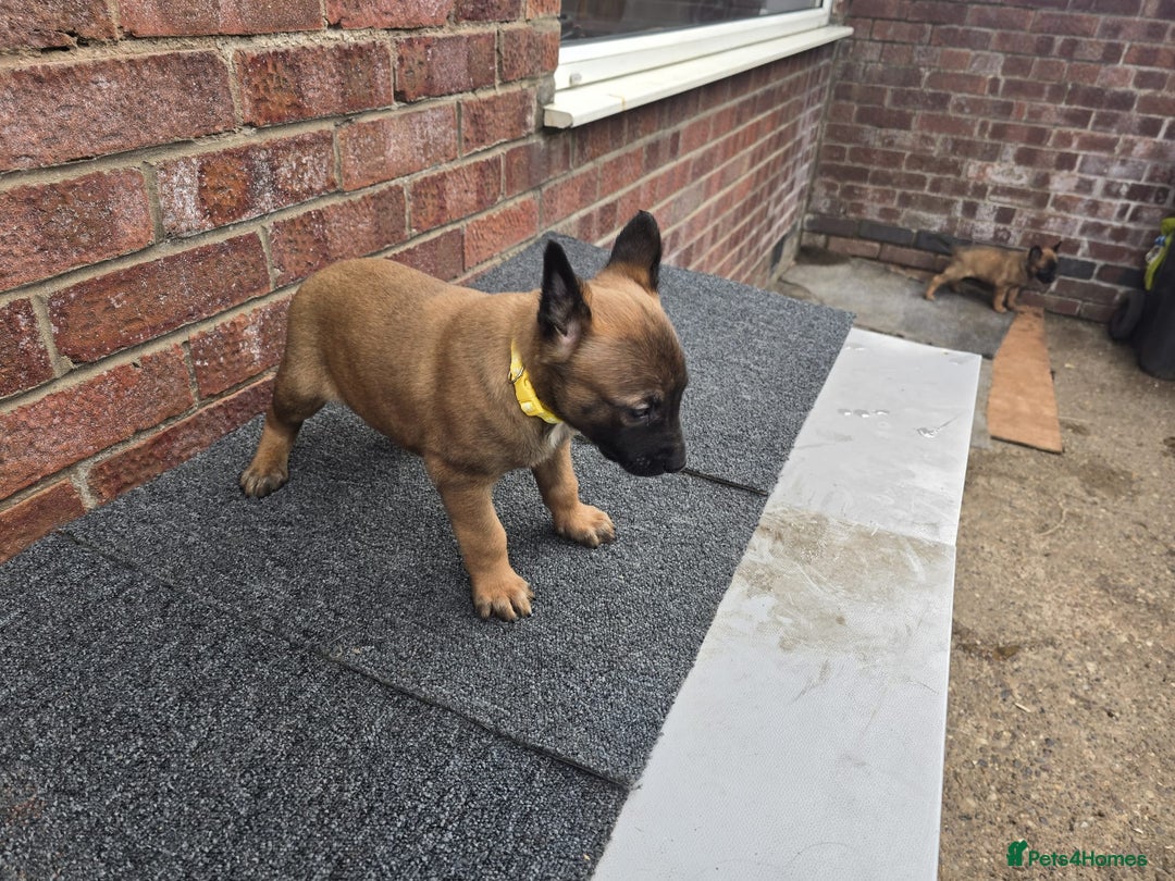 Belgian Shepherd Dog dogs for sale: Belgian Shepherd puppies - Advert 10