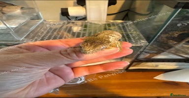Gecko reptiles - Advert 8