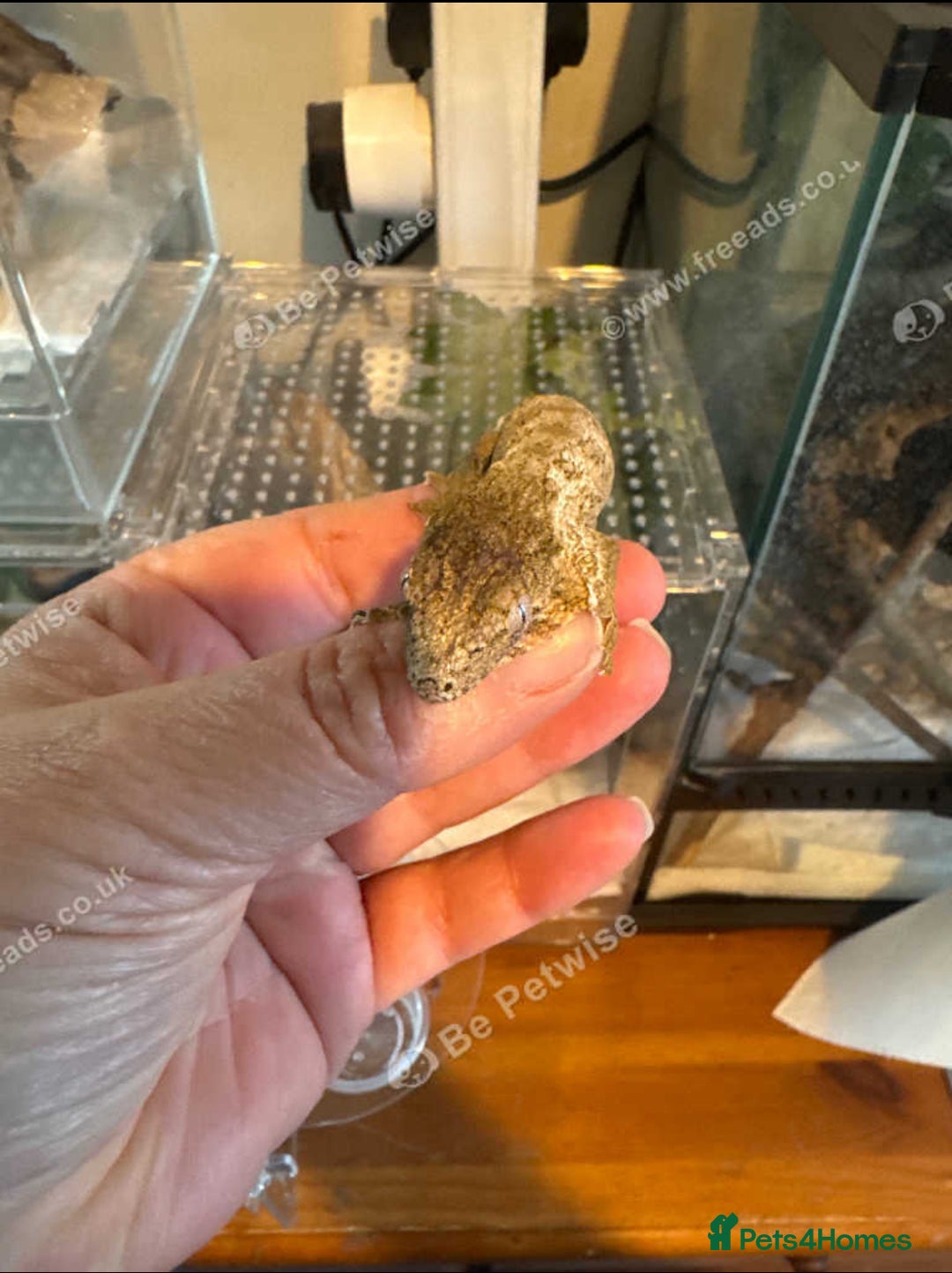 Gecko reptiles for sale: Leachianus gecko baby ready now - Image 3