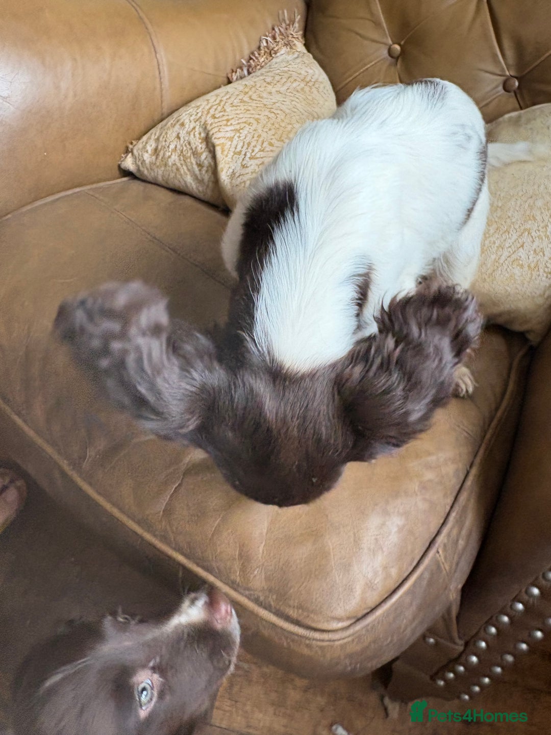 Sprocker dogs for sale: 3 beautiful sprocker pups left - Image 8