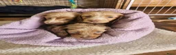 Miniature Dachshund dogs for sale: 🐾A rare pair of identical twins mini dachshunds🐾 - Advert 29