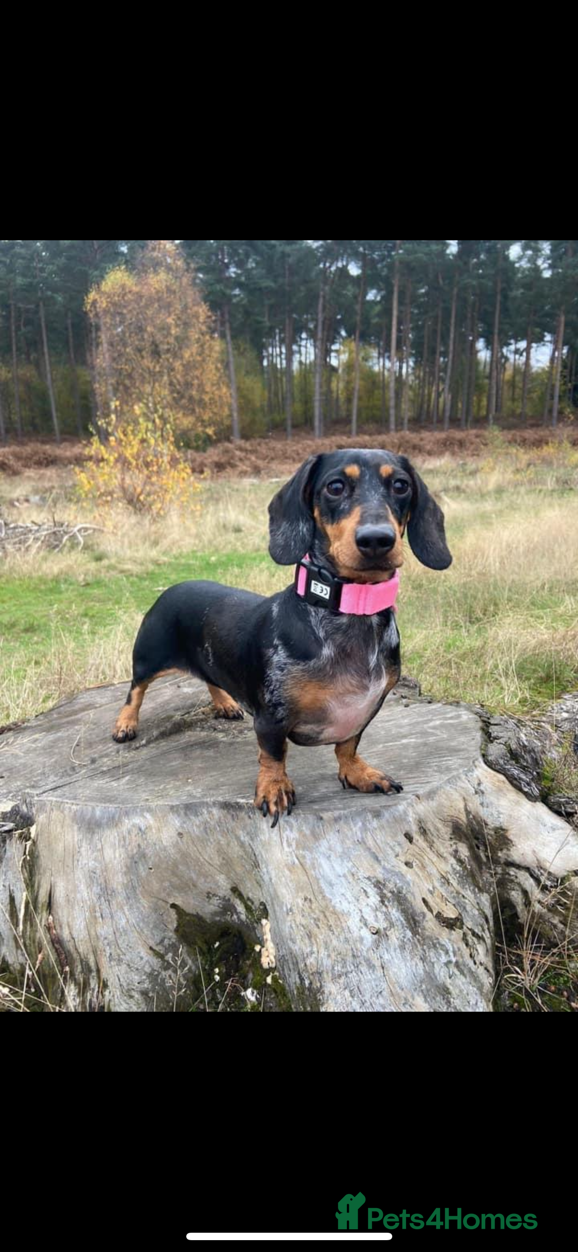 Miniature Dachshund dogs Miniature dachshund - Advert 15