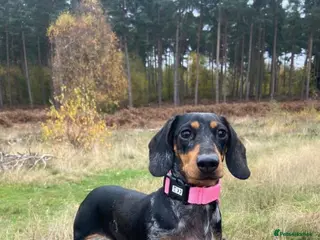 Miniature Dachshund dogs Miniature dachshund - Advert 15