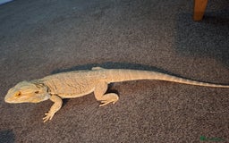 Bearded Dragon reptiles for sale: Bearded dragon looking for a loving new home - Image 4
