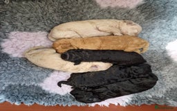 Toy Poodle dogs for sale: Toy poodle puppies  - Image 4
