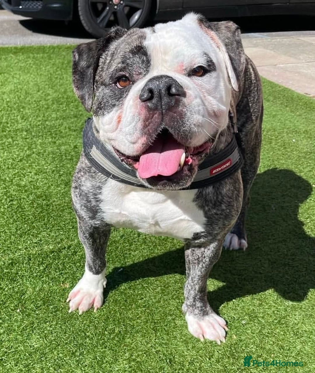Alapaha Blue Blood Bulldog dogs for sale: Meet Koba – Searching for a Calm, Loving Home - Advert 2