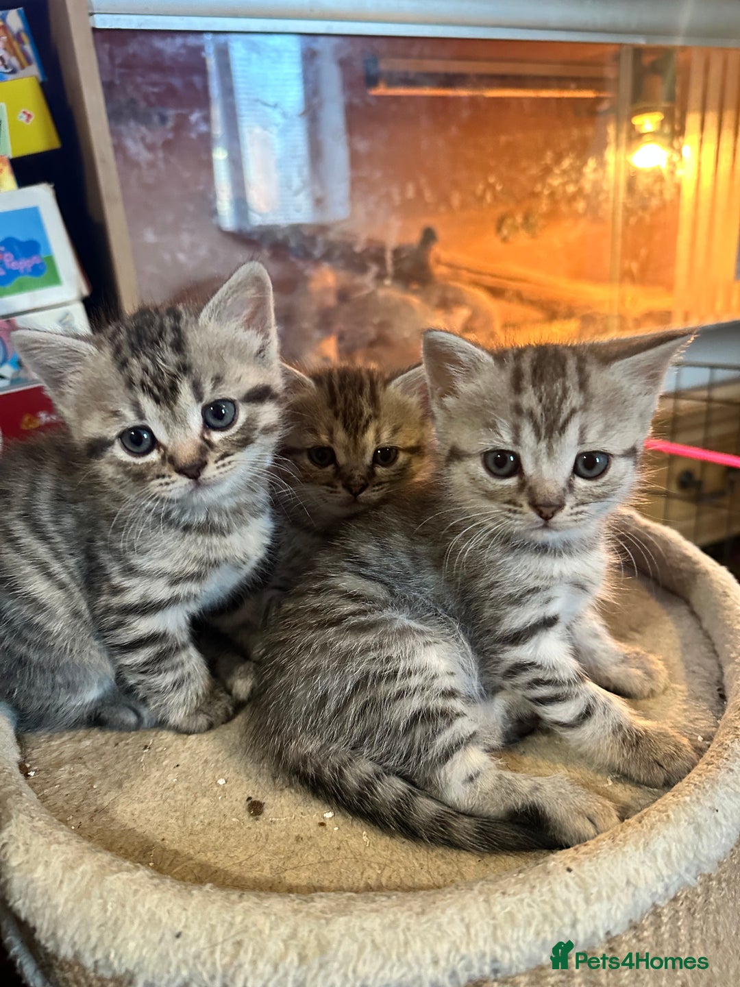 British Shorthair cats for sale: Cute British shorthair kittens - Advert 7