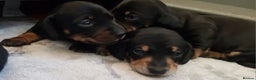 Miniature Dachshund dogs for sale: KC smooth hair miniature dachshound puppies - Advert 1