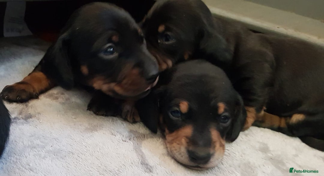 Miniature Dachshund dogs for sale: KC smooth hair miniature dachshound puppies - Advert 1