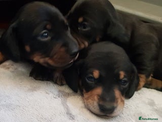 Miniature Dachshund dogs KC smooth hair miniature dachshound puppies - Advert 2
