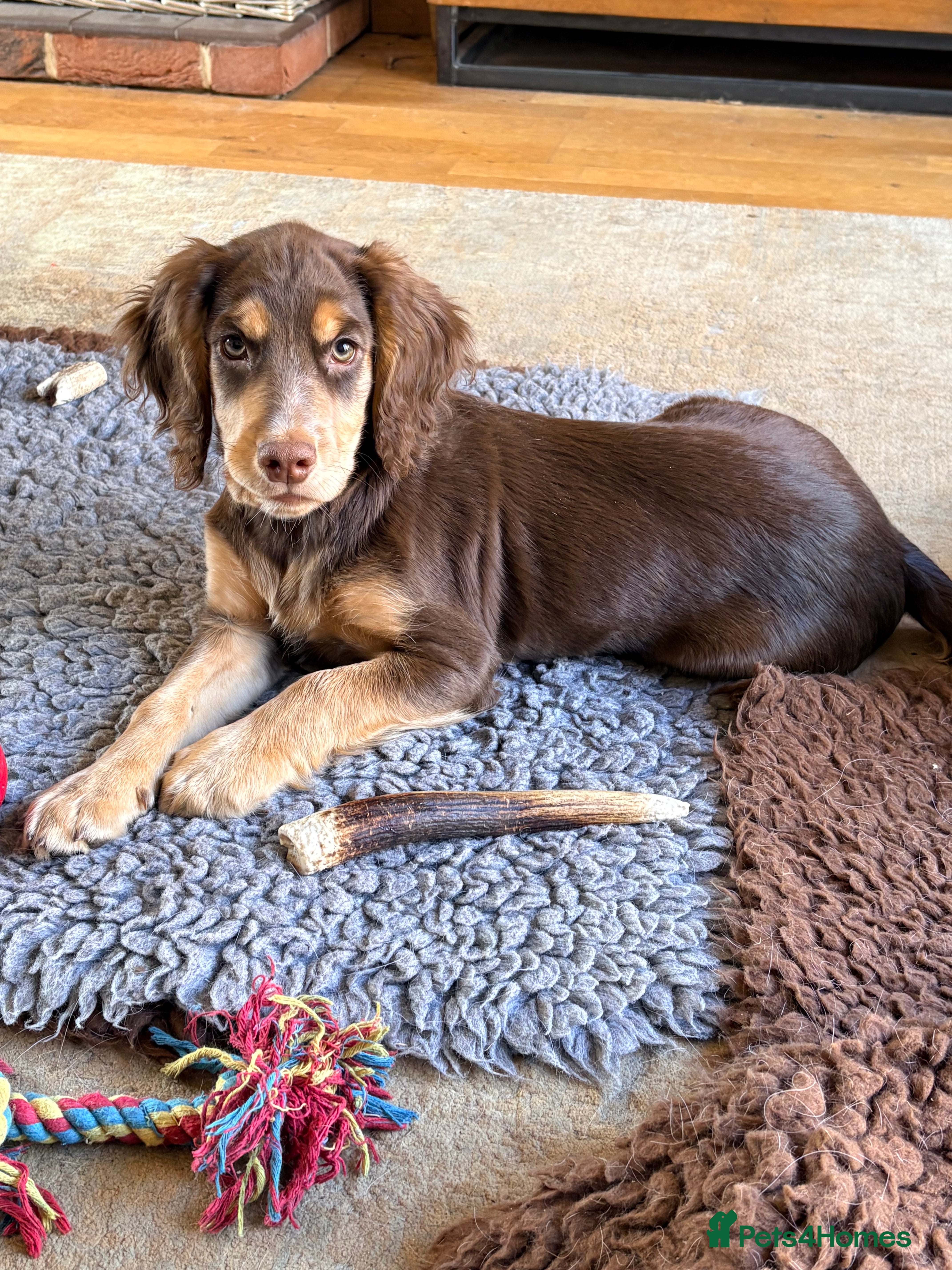 Sprocker dogs Opportunity! One Tri-coloured Male Sprocker 15 Wks - Advert 4