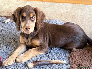 Sprocker dogs Opportunity! One Tri-coloured Male Sprocker 15 Wks - Advert 3