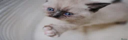 British Shorthair cats for sale: 🌟GCCF BSH Kittens Beautiful Variety of Colours 🌟 - Advert 7