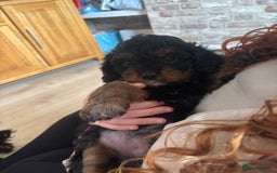 Cavapoo dogs for sale: Outstanding Blk and tan toy cavapoo male left  - Image 31