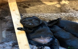 Labrador Retriever dogs for sale: Black Labrador Puppies  - Image 4