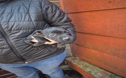 Patterdale Terrier dogs for sale: Patterdale Puppies - Advert 4