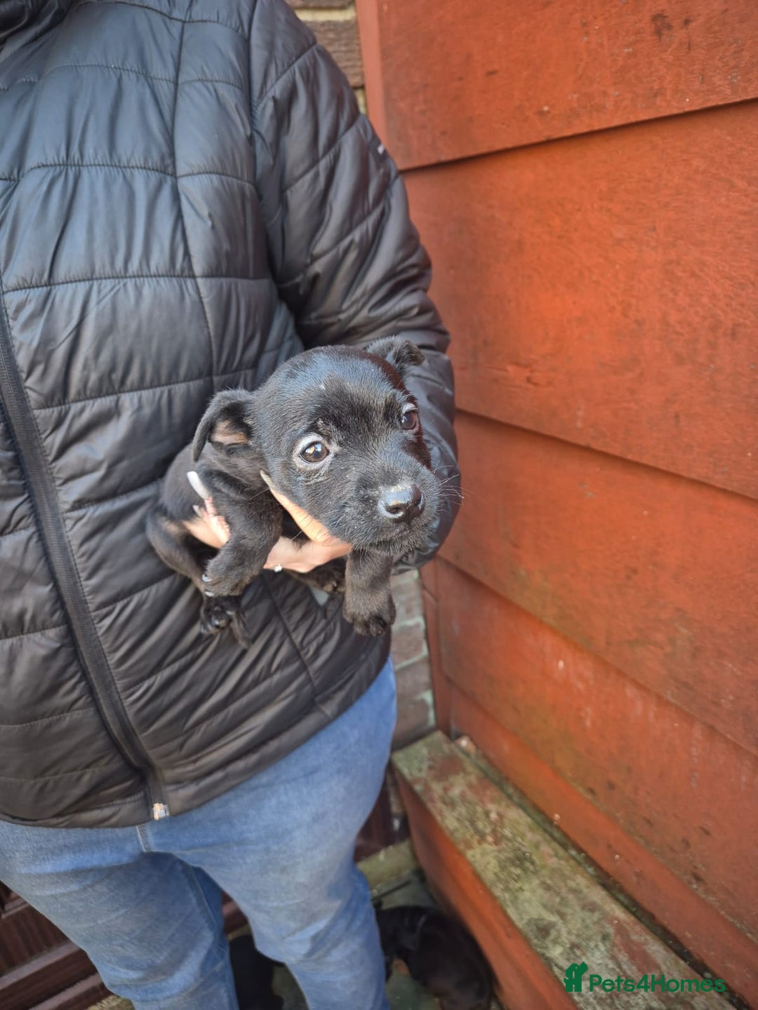 Patterdale Terrier dogs for sale: Patterdale Puppies - Advert 4