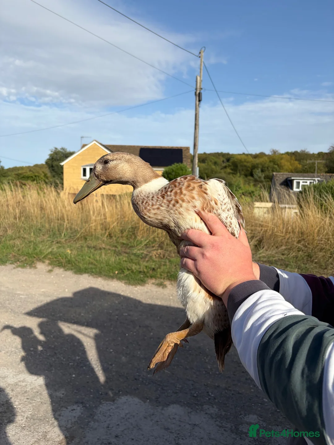 Ducks poultry for sale: End of Season Sale  - Advert 15
