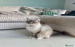 Mixed Breed cats for sale: Bengal x Ragdoll x Tabby kittens ready to go💕 - Image 11