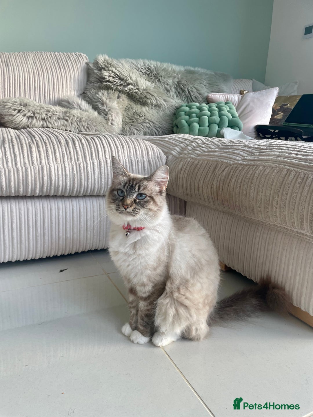 Mixed Breed cats for sale: Bengal x Ragdoll x Tabby kittens ready to go💕 - Image 11