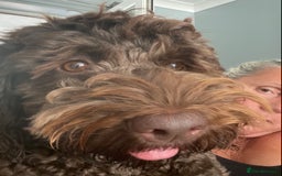 Cockapoo dogs for sale: Cockapoo Puppies for Sale - Image 20
