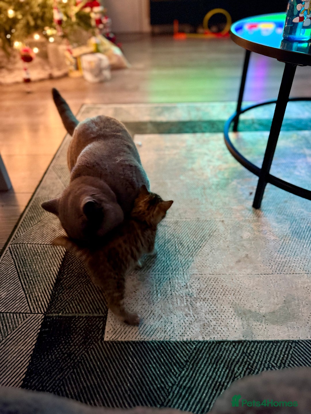 Mixed Breed cats for sale: Beautiful kittens 🐈‍⬛ - Advert 22