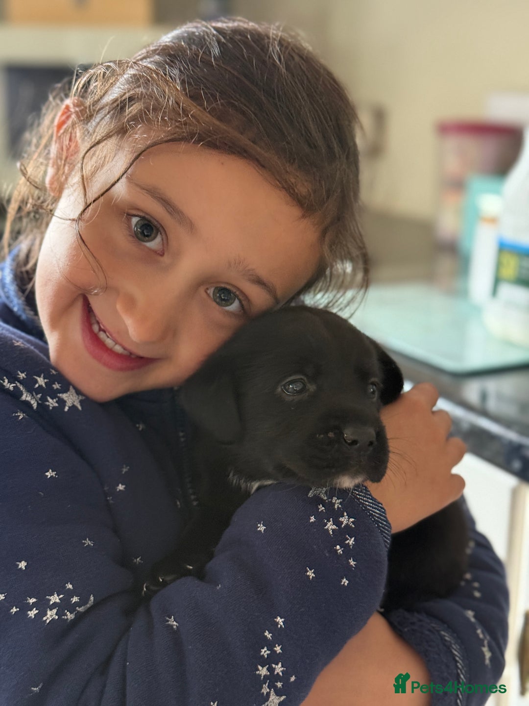 Labrador Retriever dogs for sale: Perfect Litter of 5th Generation Labrador Puppies - Advert 2