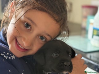 Labrador Retriever dogs Perfect Litter of 5th Generation Labrador Puppies - Advert 8