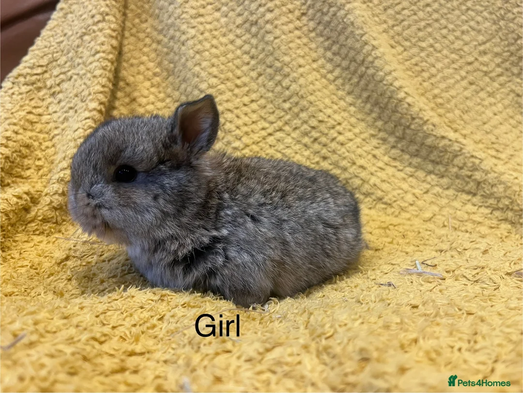 Mini Lop rabbits for sale: Mini lops  and mini double maned lionheads  - Advert 17