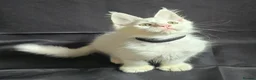 Maine Coon cats for sale: Ready now-Tica Maine Coon Kittens  - Advert 13