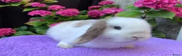 Mini Lop rabbits for sale: Gorgeous baby mini lop boys ready now in Edinburgh - Advert 9