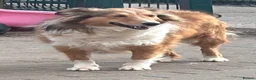 Shetland Sheepdog dogs for sale: Sable Shetland sheepdog girl  - Advert 4