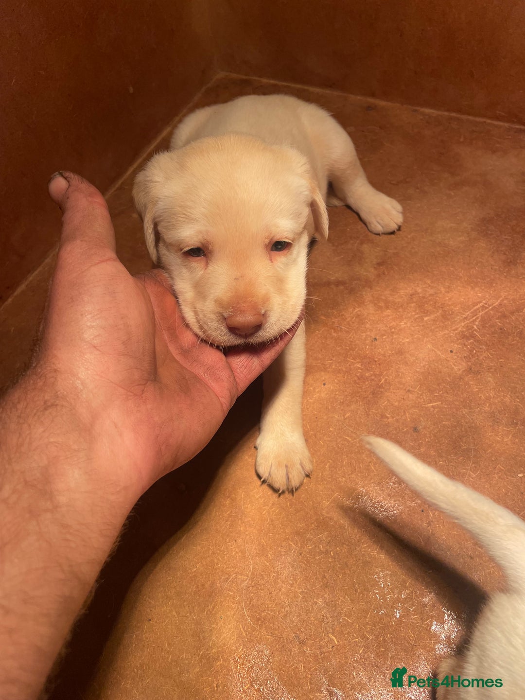 Labrador Retriever dogs for sale: Labrador pups - Image 4
