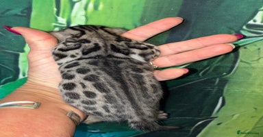 Bengal cats - Advert 16