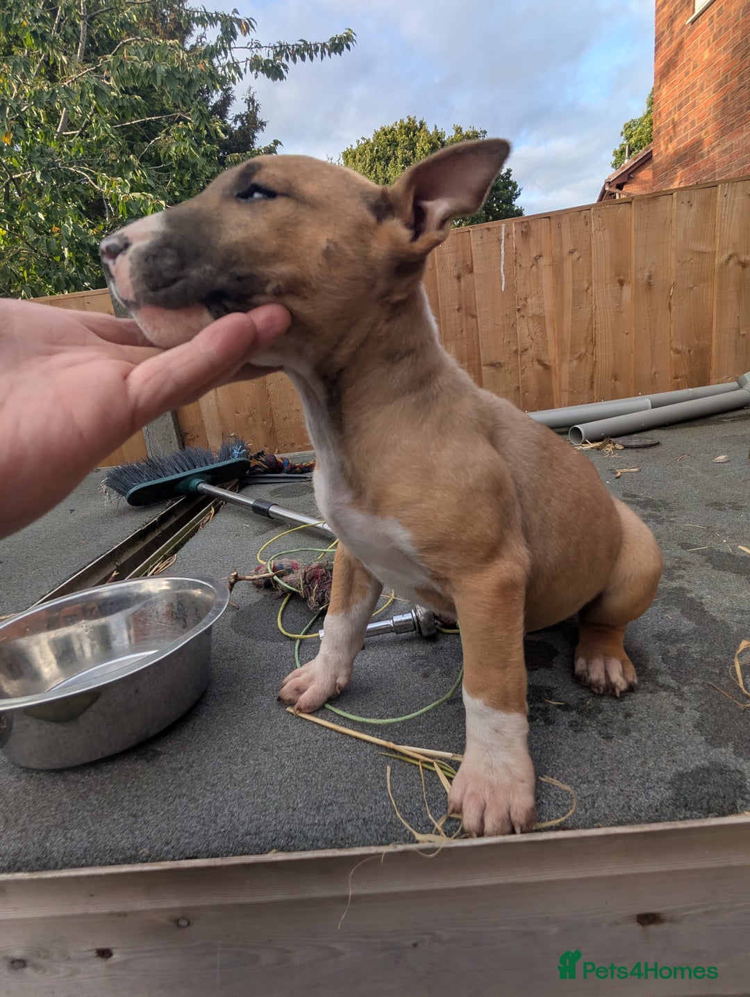 English Bull Terrier dogs for sale: Original English bull terriers  - Image 12
