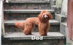 Maltipoo dogs for sale: Maltipoo - Image 13