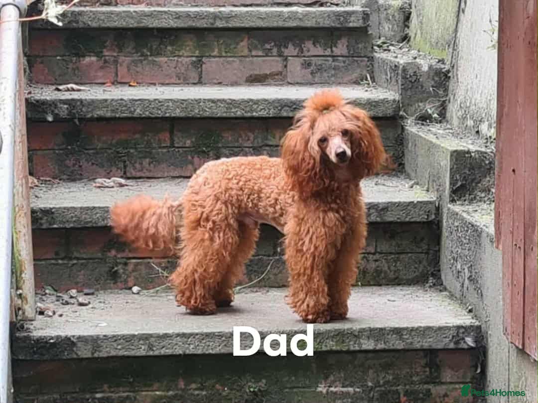 Maltipoo dogs for sale: Maltipoo - Image 13